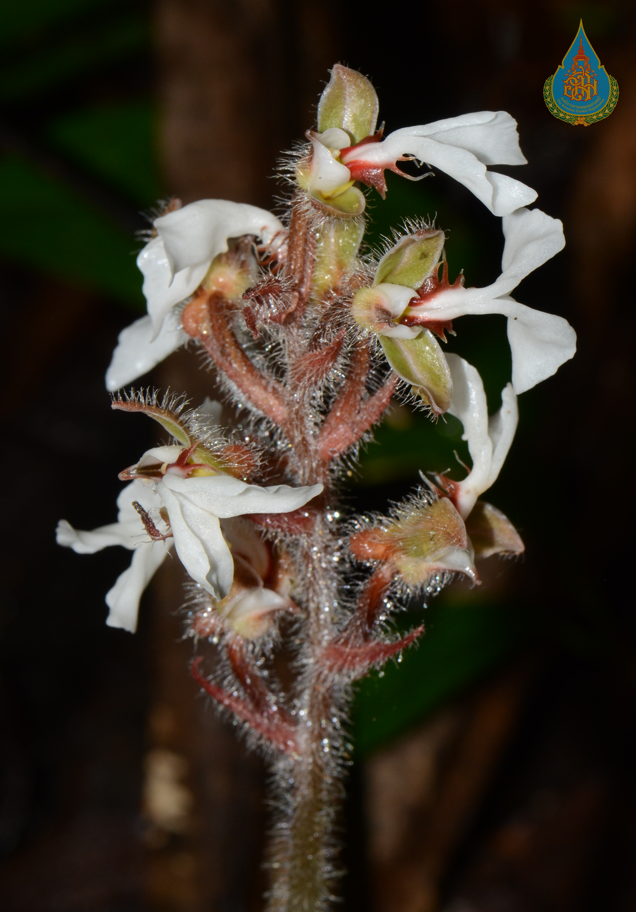 นกคุ้มภู Odontochilus elwesii C.B.Clarke ex Hook.f.<br/>ORCHIDACEAE